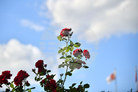 Исперих - пролетни цветя