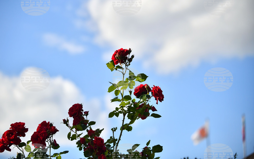 Исперих - пролетни цветя