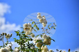 Исперих - пролетни цветя