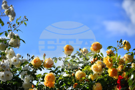 Исперих - пролетни цветя