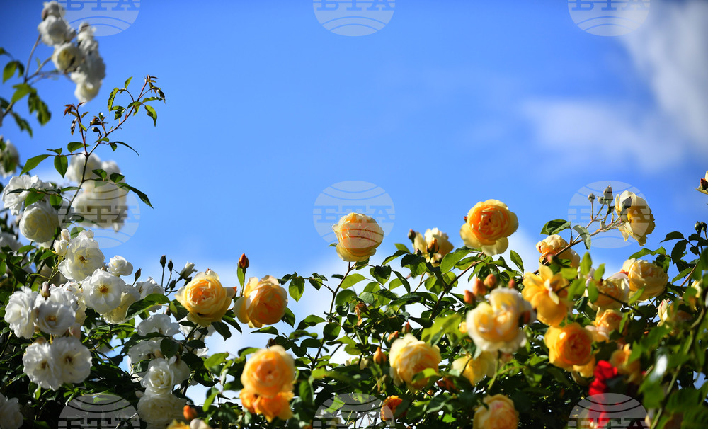 Исперих - пролетни цветя