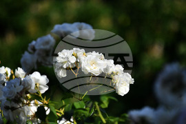 Исперих - пролетни цветя