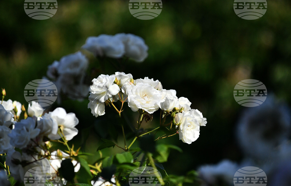 Исперих - пролетни цветя