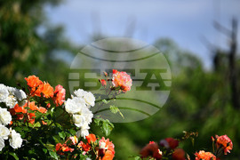 Исперих - пролетни цветя