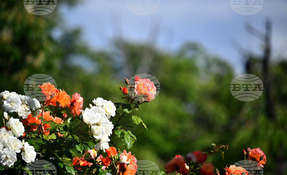 Исперих - пролетни цветя