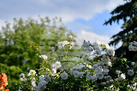 Исперих - пролетни цветя