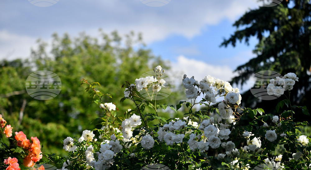 Исперих - пролетни цветя