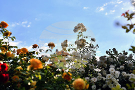 Исперих - пролетни цветя