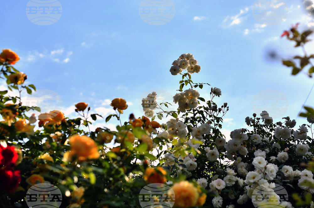 Исперих - пролетни цветя