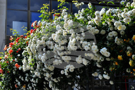 Исперих - пролетни цветя