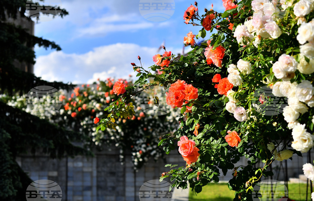 Исперих - пролетни цветя