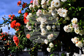 Исперих - пролетни цветя