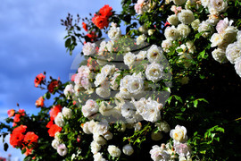 Исперих - пролетни цветя