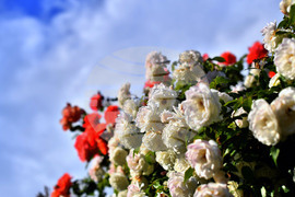 Исперих - пролетни цветя