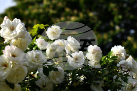 Исперих - пролетни цветя