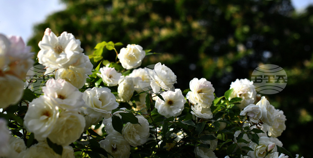 Исперих - пролетни цветя