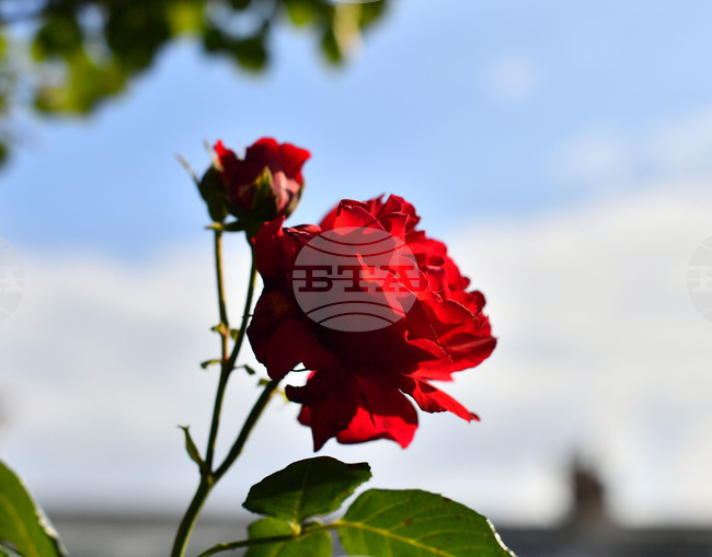 Исперих - пролетни цветя