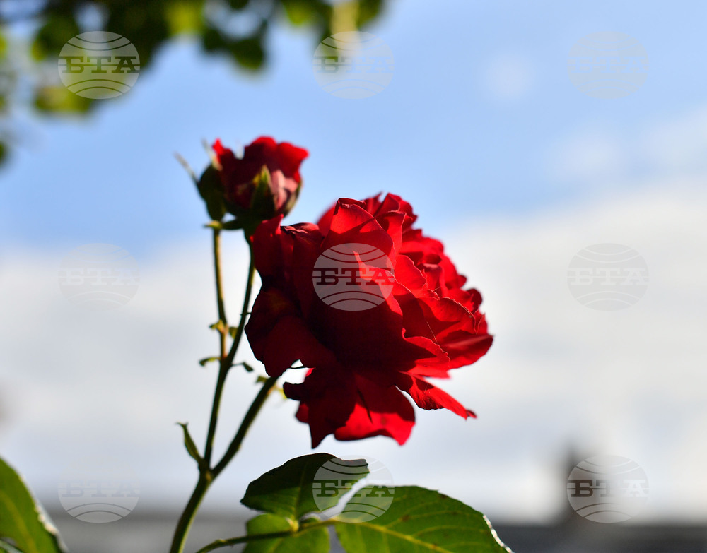 Исперих - пролетни цветя