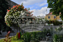 Исперих - пролетни цветя