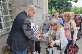 Плевен - опашка - розови храсти