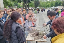 Плевен - опашка - розови храсти