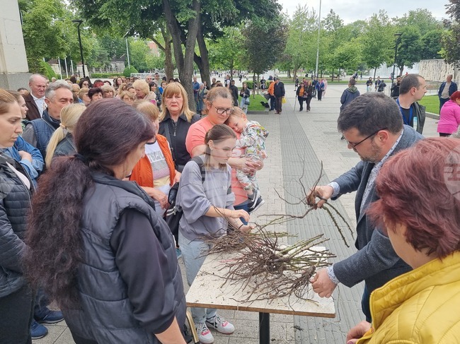 Плевен - опашка - розови храсти