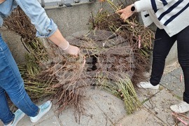 Плевен - опашка - розови храсти