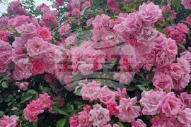 Попово - рози - природа