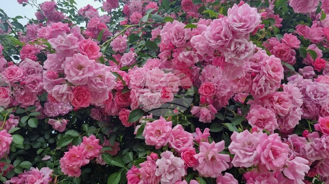 Попово - рози - природа