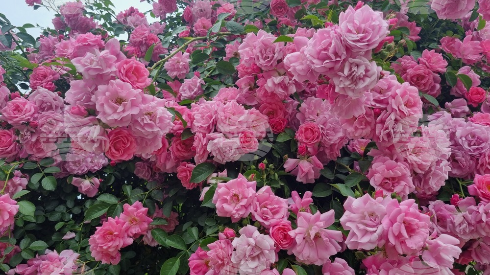 Попово - рози - природа