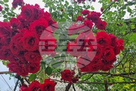 Попово - рози - природа