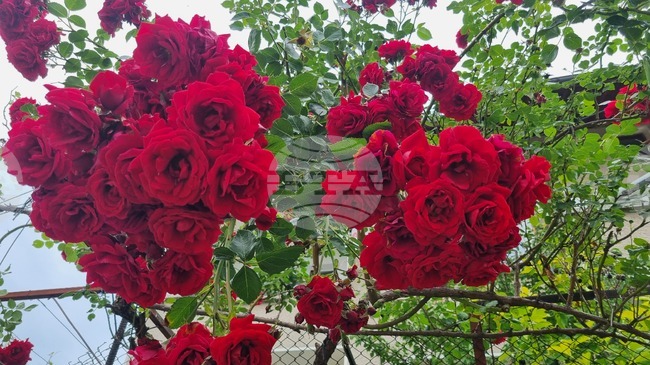 The Weather on June 9