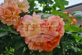 Попово - рози - природа