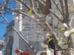 Продължава кампанията за засаждане на нови дървета в градската и паркова среда на Плевен