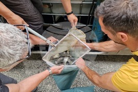 Смолян - река Черна - зарибяване