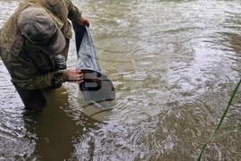 Смолян - река Черна - зарибяване