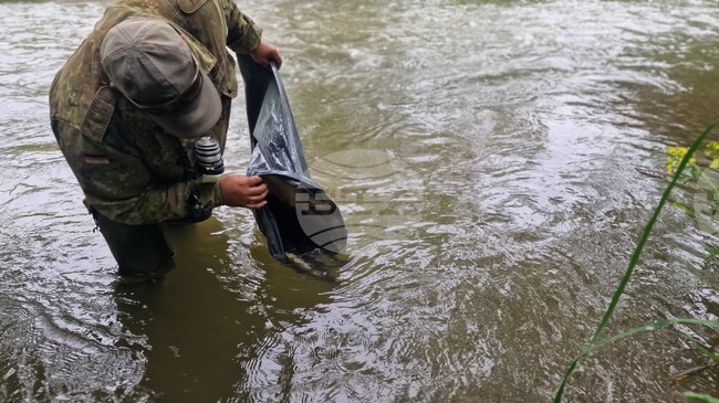 Смолян - река Черна - зарибяване