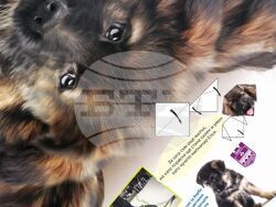 Снимка: Община Ловеч