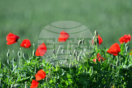 Село Конево - макове