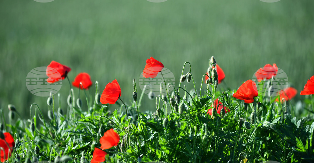 Село Конево - макове