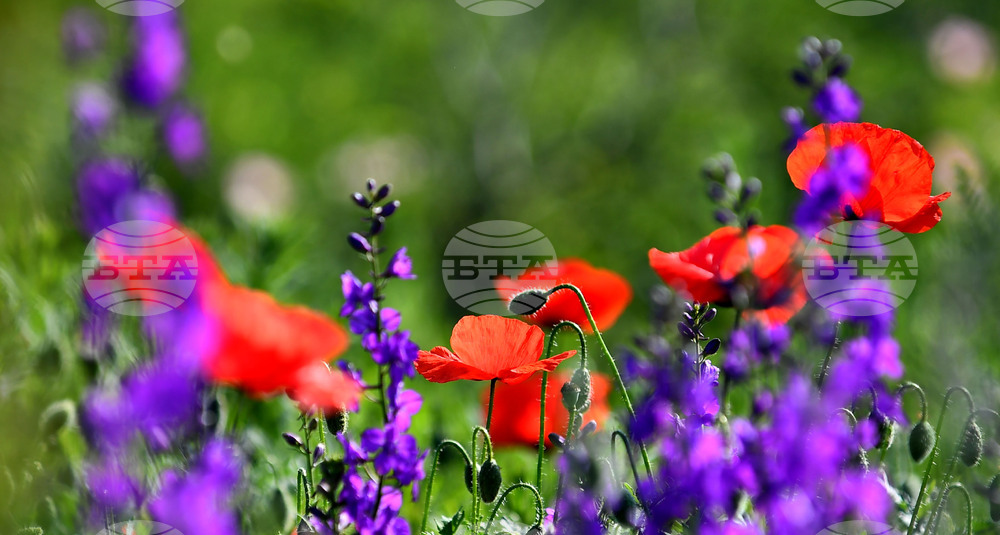 Село Конево - макове