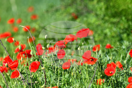 Село Конево - макове