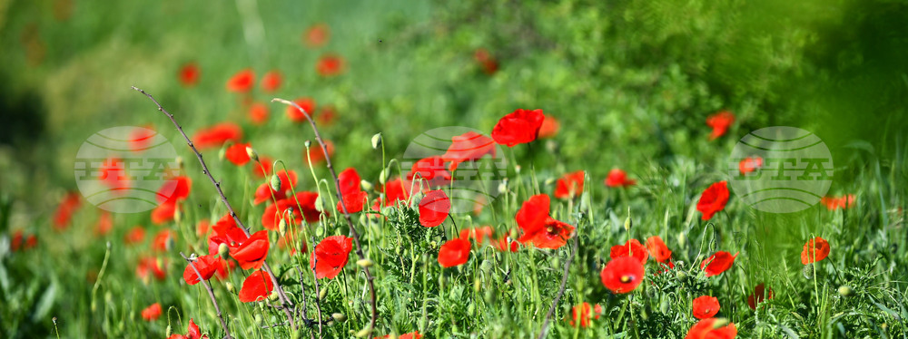 Село Конево - макове