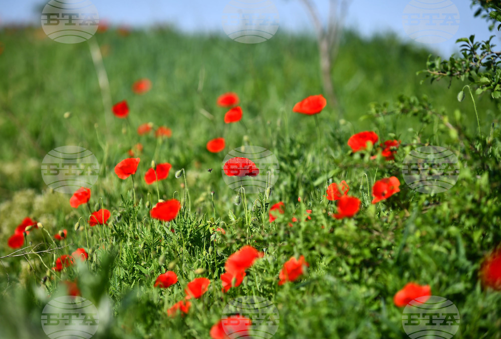 Село Конево - макове
