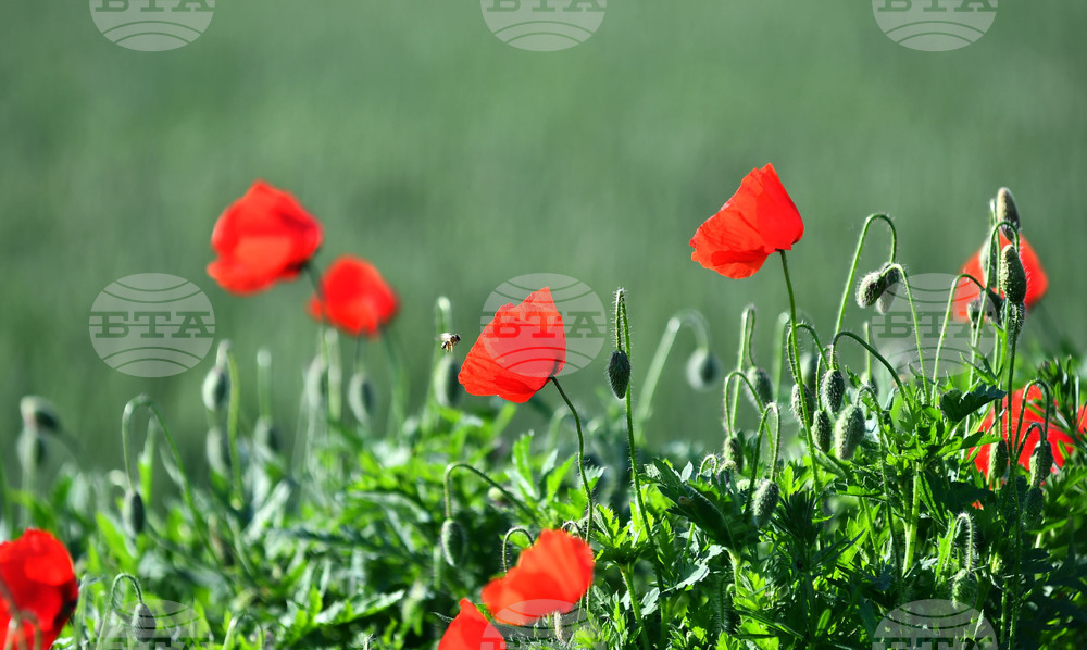 Село Конево - макове