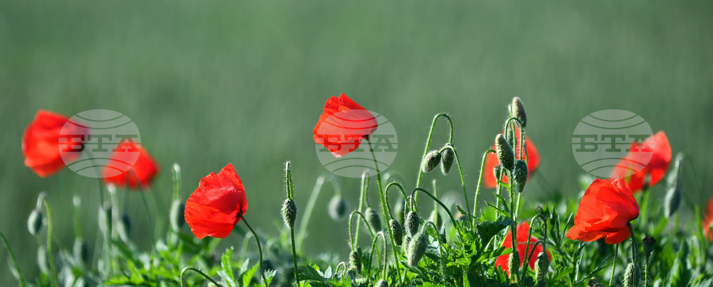 Село Конево - макове