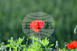 Село Конево - макове