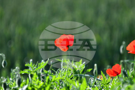 Село Конево - макове