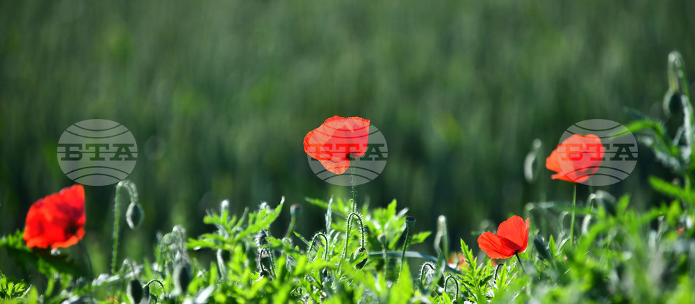 Село Конево - макове