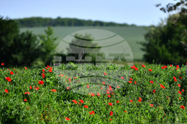 Село Конево - макове